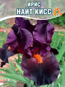 Ирис Найт Кисс (бородатый) Ирис Найт Кисс (бородатый)