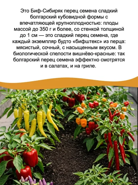Перец сладкий БИФ-Сибиряк семена 
