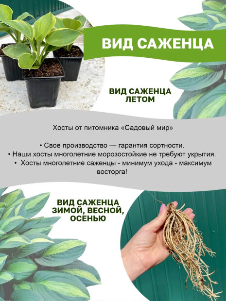 Хоста Стриптиз