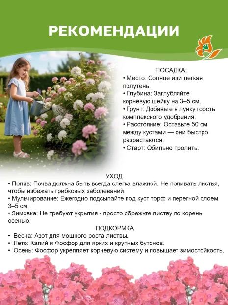 Флокс Милена
