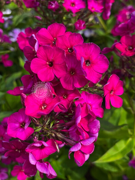 Флокс Ники