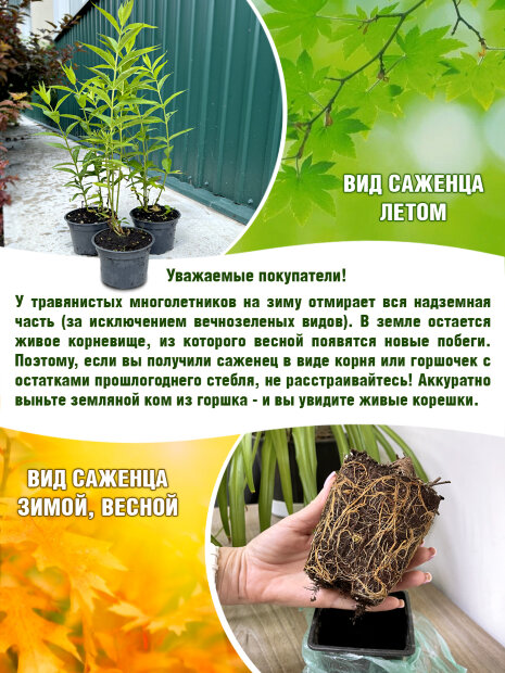 Флокс Молочное Суфле