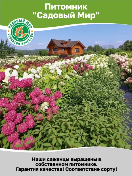 Гортензия Граффити (метельчатая)  саженцы 