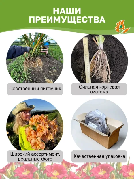 Лилейник Лейси Дойли