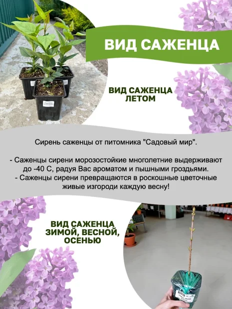 Сирень Красавица Москвы (обыкновенная) саженцы 