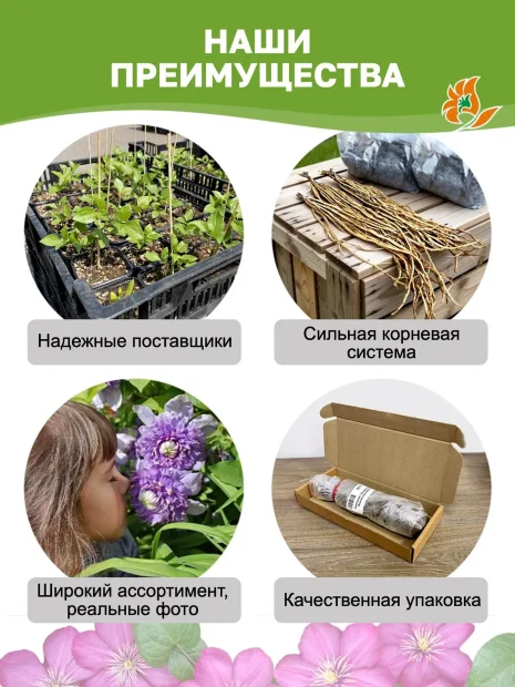 Клематис Краковяк (крупноцветковый)  саженцы 