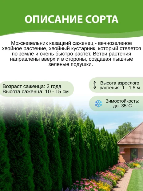 Можжевельник (казацкий)
