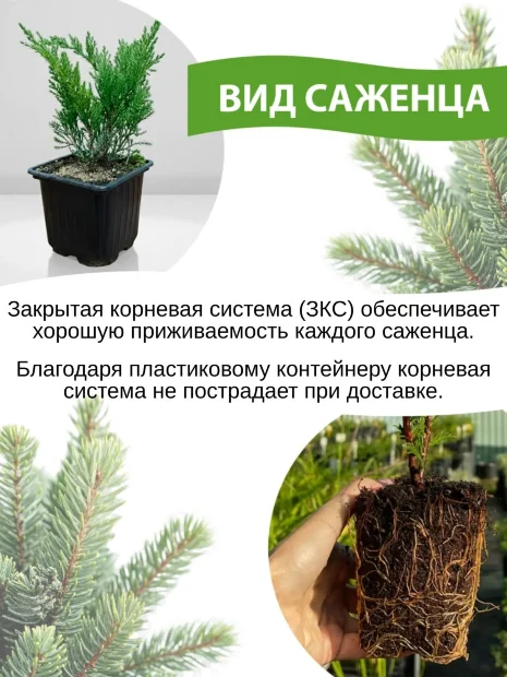 Можжевельник (казацкий)