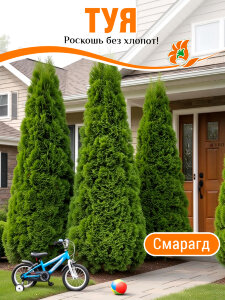 Туя Смарагд (западная) Туя Смарагд (западная)