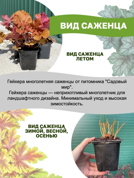 Гейхера Вайлдберри