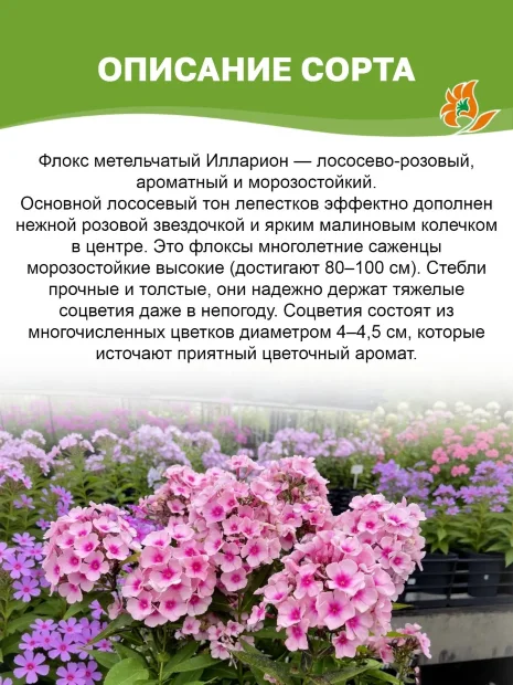 Флокс Илларион