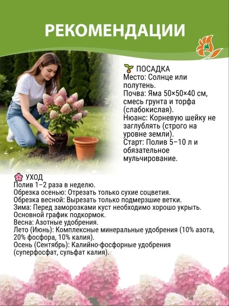 Гортензия Литтл Фрайз (метельчатая) саженцы 