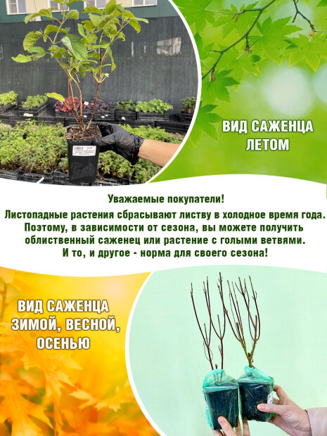 Гортензия Белла Анна (древовидная) саженцы 