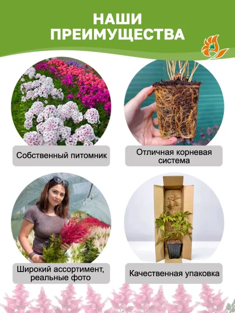 Астильба Вайс Глория (Арендса)