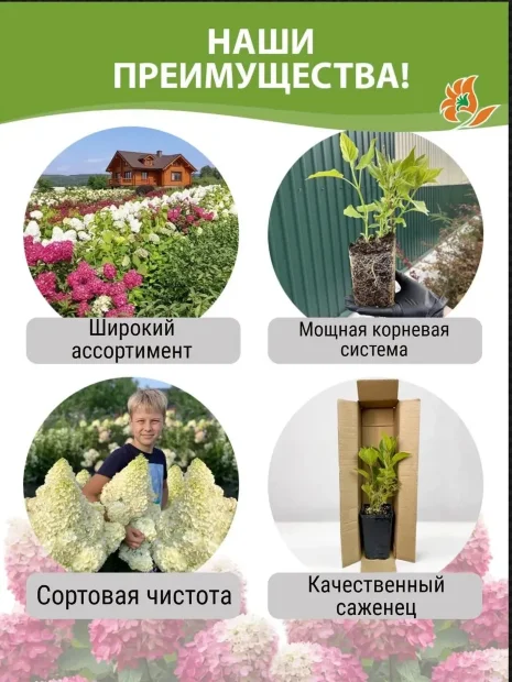 Гортензия Пинк энд Роуз (метельчатая) саженцы 