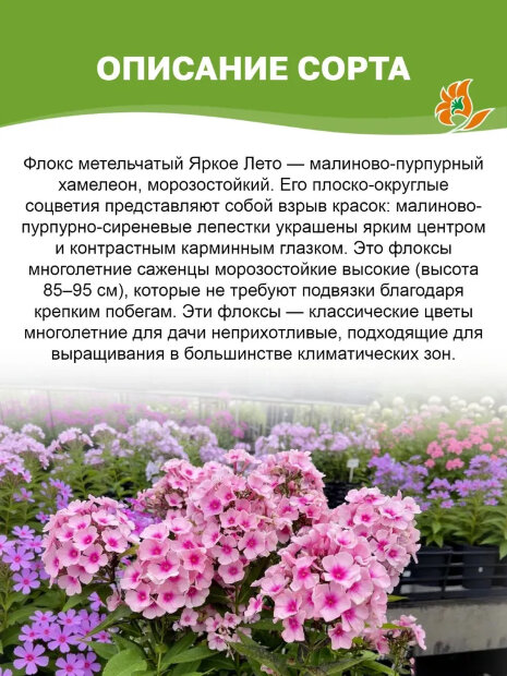 Флокс Яркое Лето