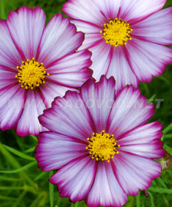 Космея Карусель Космея Карусель