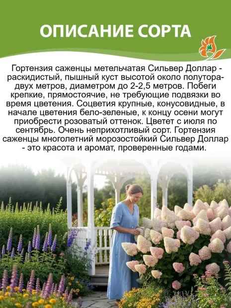 Гортензия Сильвер Доллар (метельчатая) саженцы 