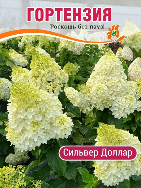 Гортензия Сильвер Доллар (метельчатая) саженцы 