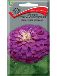Цинния георгиноцветковая Фиолетовая Королева