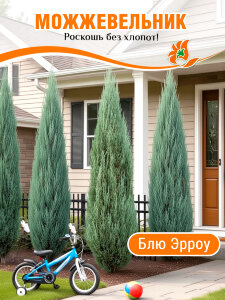 Можжевельник Блю Эрроу Можжевельник Блю Эрроу
