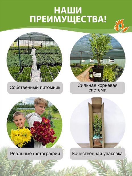 Можжевельник Альпина (горизонтальный)