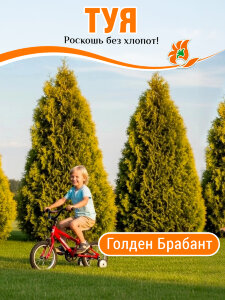 Туя Голден Брабант (западная) Туя Голден Брабант (западная)