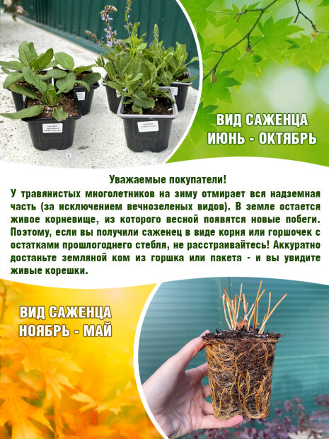 Нивяник Дварф Сноу Леди 