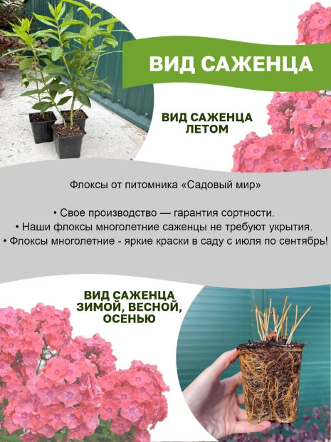 Флокс Щербет Бленд