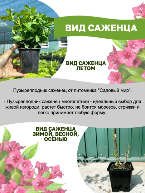 Пузыреплодник Диаболо д'Op (калинолистный)  саженцы 