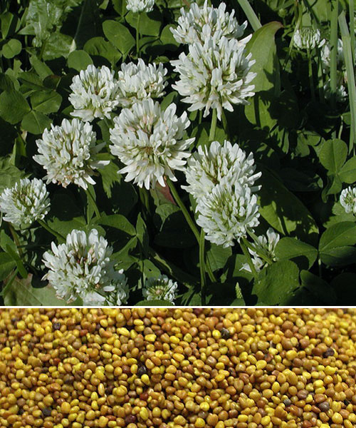 клевер